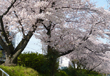 和歌山市　地蔵の辻の桜並木